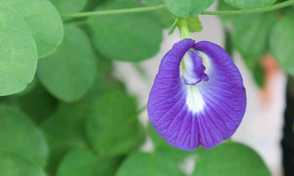 Vlindererwtbloesem – Clitoria Ternatea